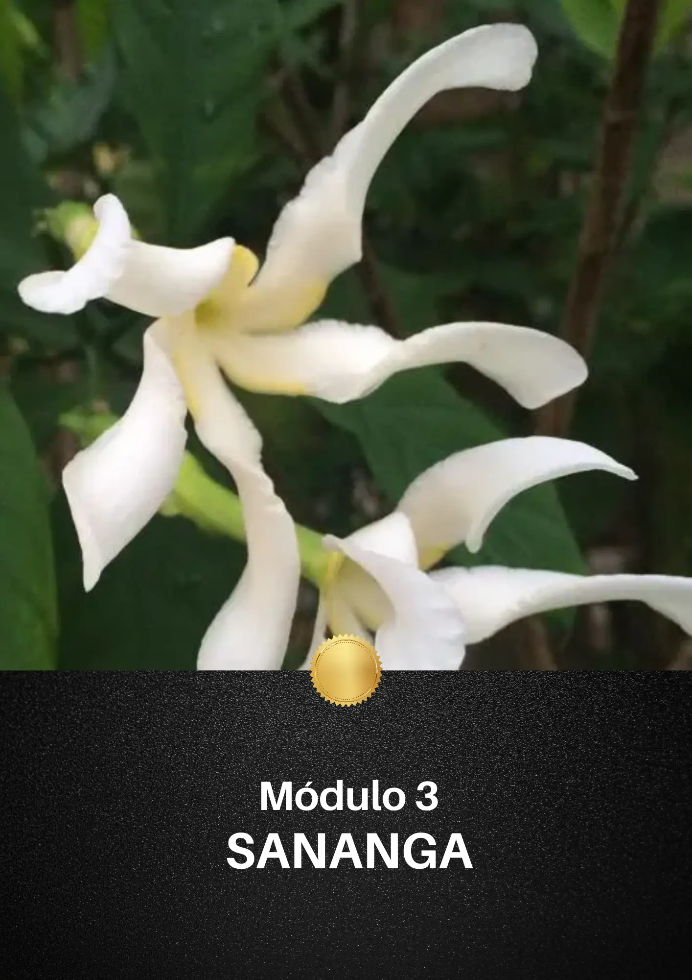 6 (4)